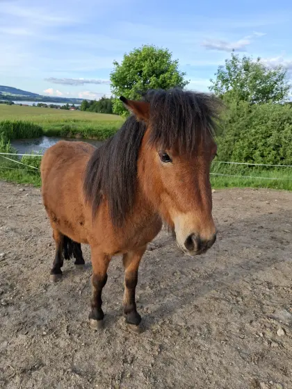 Ponyhengst