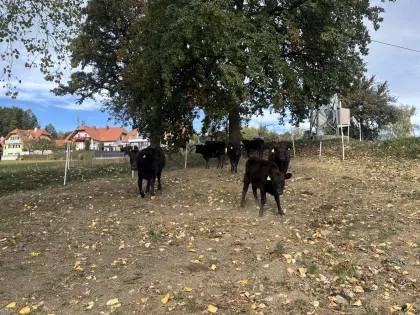 5 Wagyu-Zuchtkälber