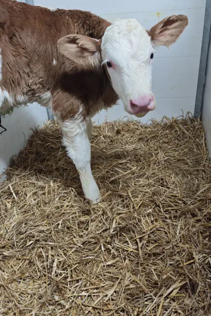 BIO Fleckvieh Kalb weiblich