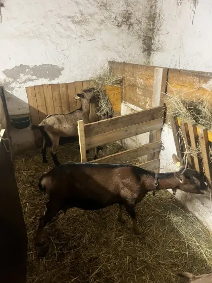 Zwergziegen
