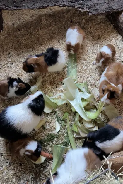 Meerschweinchen