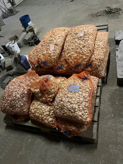 Knoblauch-Saatgut-Zehen 100 kg