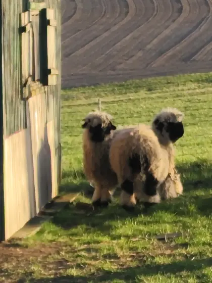 2 Walliser Schwarznasenschaf-Damen