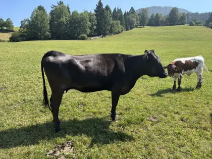 Wagyu-Kuh