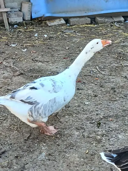 Gänse
