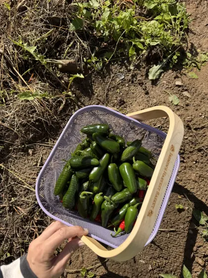 Jalapeños und Chilis ab Hof