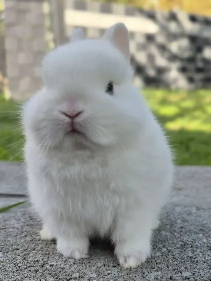 Wunderschöner Hermelin-Baby-Bub
