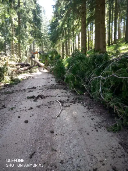 Durchforstungen, Schlägerungen