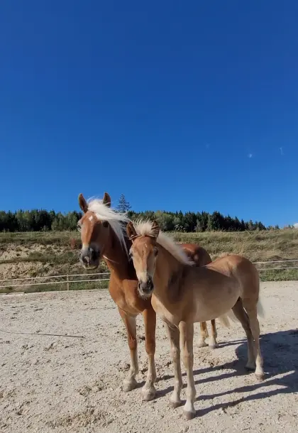 Haflinger Hengstfohlen zu verkaufen