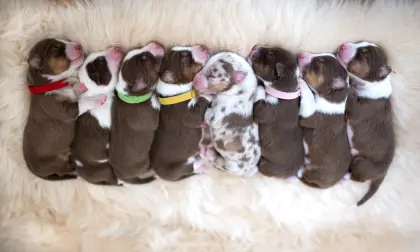 Australian Shepherd Welpen