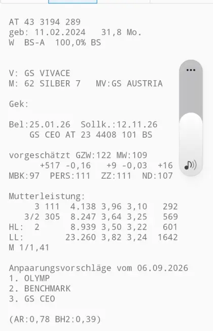 Verkaufe hochträchtige Brown Swiss Kalbinnen