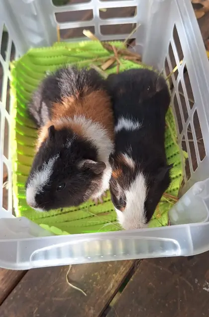 Meerschweinchen