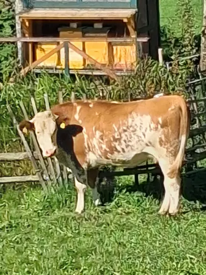 Verkaufe trächtige Fleckviehkalbin