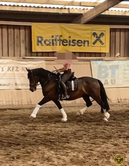 Hübsche Welsh Cob Stute Tysilio