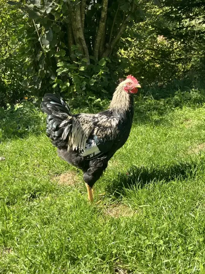 Barnevelder-Hahn
