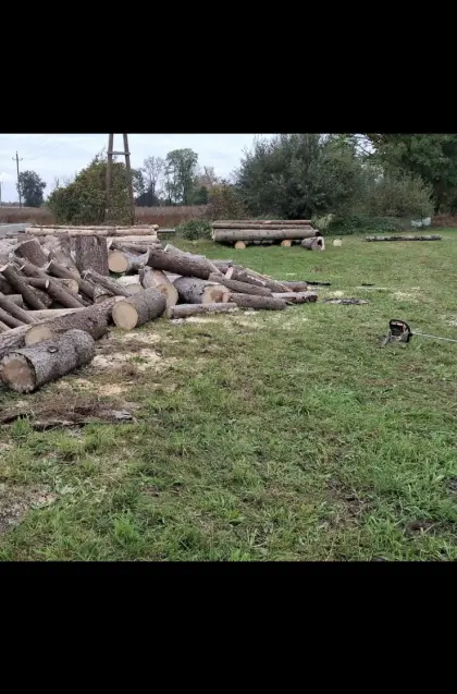 Holz