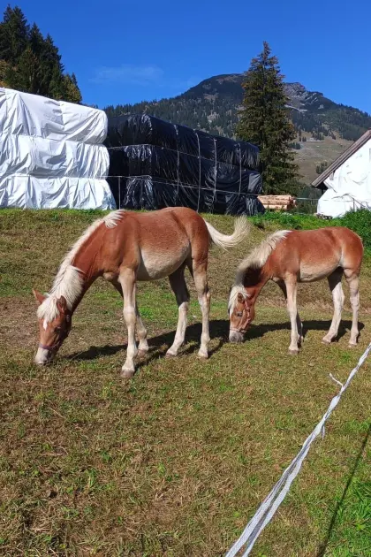 Haflinger Stutfohlen