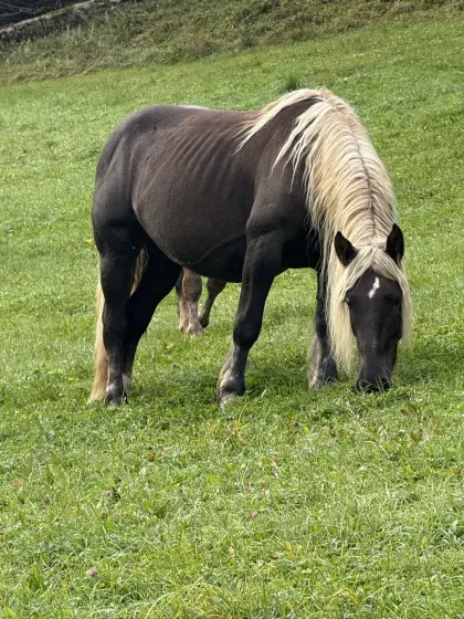 Noriker Fuchsstute