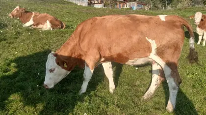 2 Bio-Kalbinnen, hochträchtig