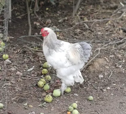 Brahma