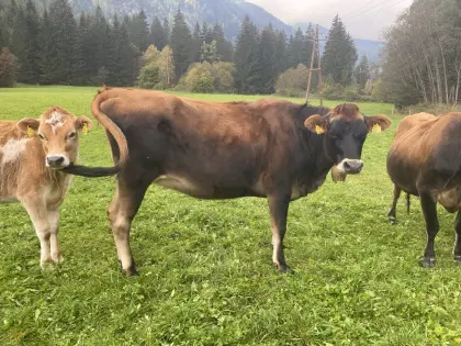 Trächtige Jerseykalbin