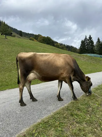 Verkaufe Bio-Jersey-Kuh