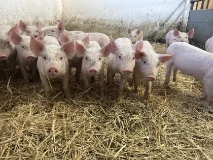 Ferkel, Spanferkel, Mastferkel
