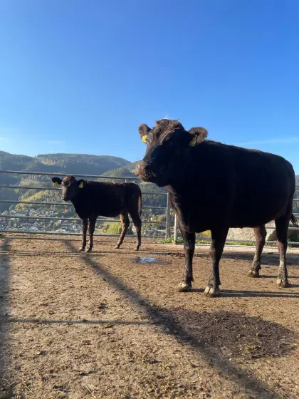 Wagyu-Kuh mit Kalb Yuna mit Jana