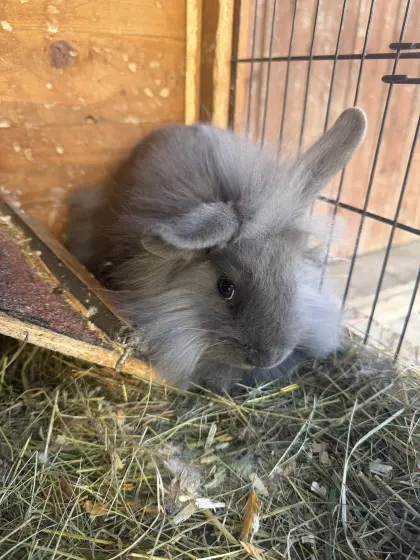 Zwergkaninchen