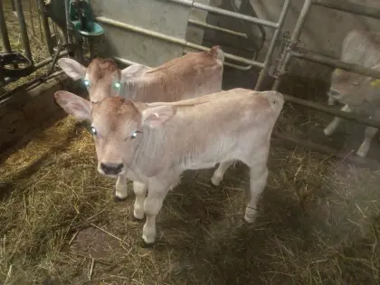 Bio Tiroler Grauvieh Zuchtkalb