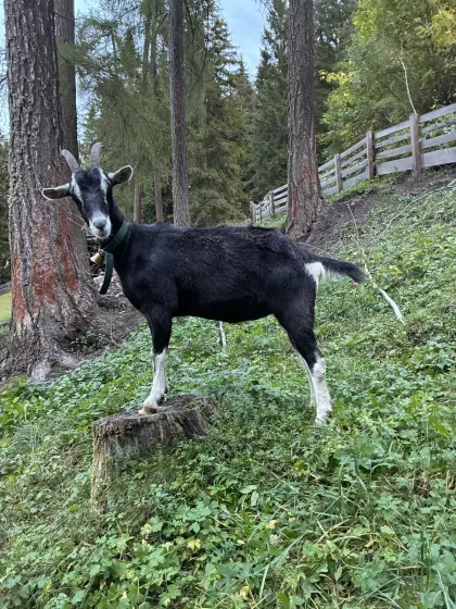 Strahlenziege
