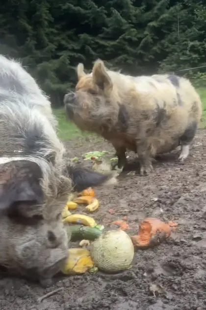 Kune-Kune-Schweine