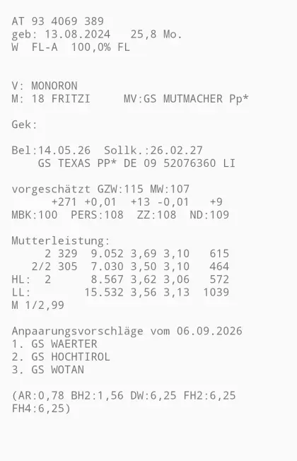Trächtige Bio FV Kalbinnen