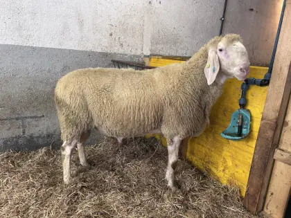 Bergschaf-Widder, kein HB
