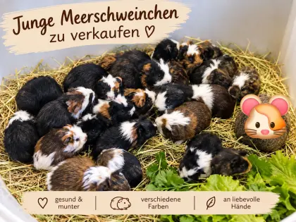 Junge Meerschweinchen abzugeben