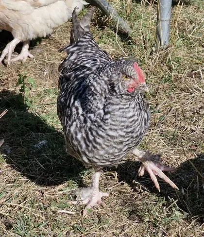 Hähnchen (Faverolles France, Altsteirer-Mix)