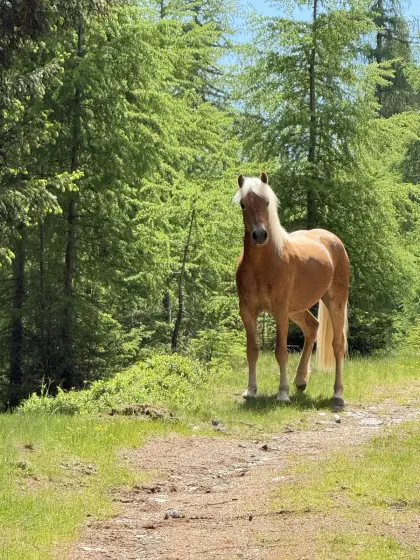 2 1/2-jähriger Haflinger-Wallach