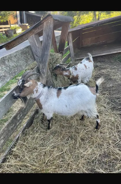 2 Zwergziegen, Preis VHB