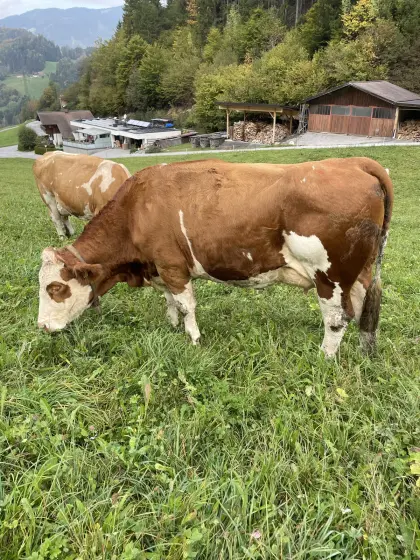 Bio-Fleckvieh-Jungkuh in Milch