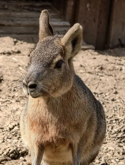 Mara