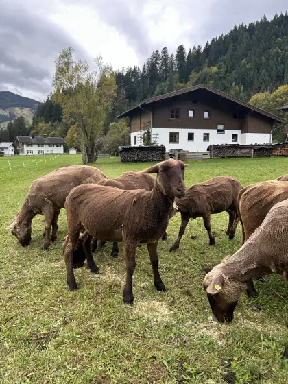 Jura-Schafe Bio
