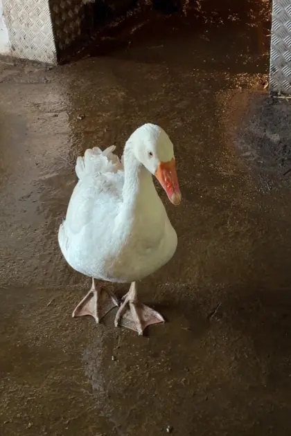 Gans