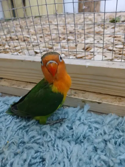 Pfirsichköpfchen