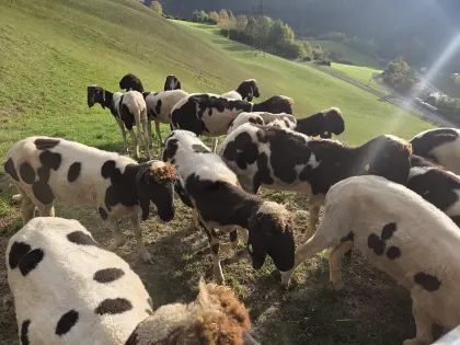 Verkaufe Zuchtlämmer