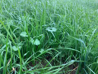 Silageballen