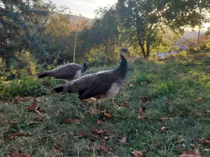 Pfau