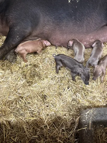 Verkaufe Duroc-Ferkel