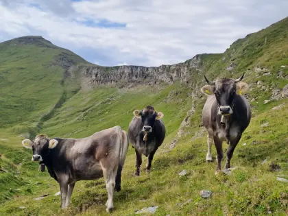 Tiroler Grauvieh