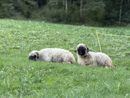 Walliser Schwarznasenwidder