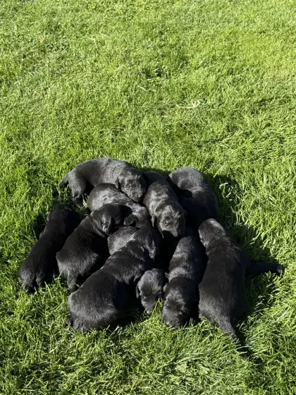Flat Coated Retriever x Golden Retriever Welpen